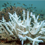 A coral reef devastated by bleaching (Climate Shift, 2009)