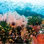A healthy coral reef - vibrant and full of life (Nature Summit, 2011)