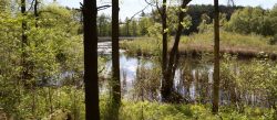 wetland area